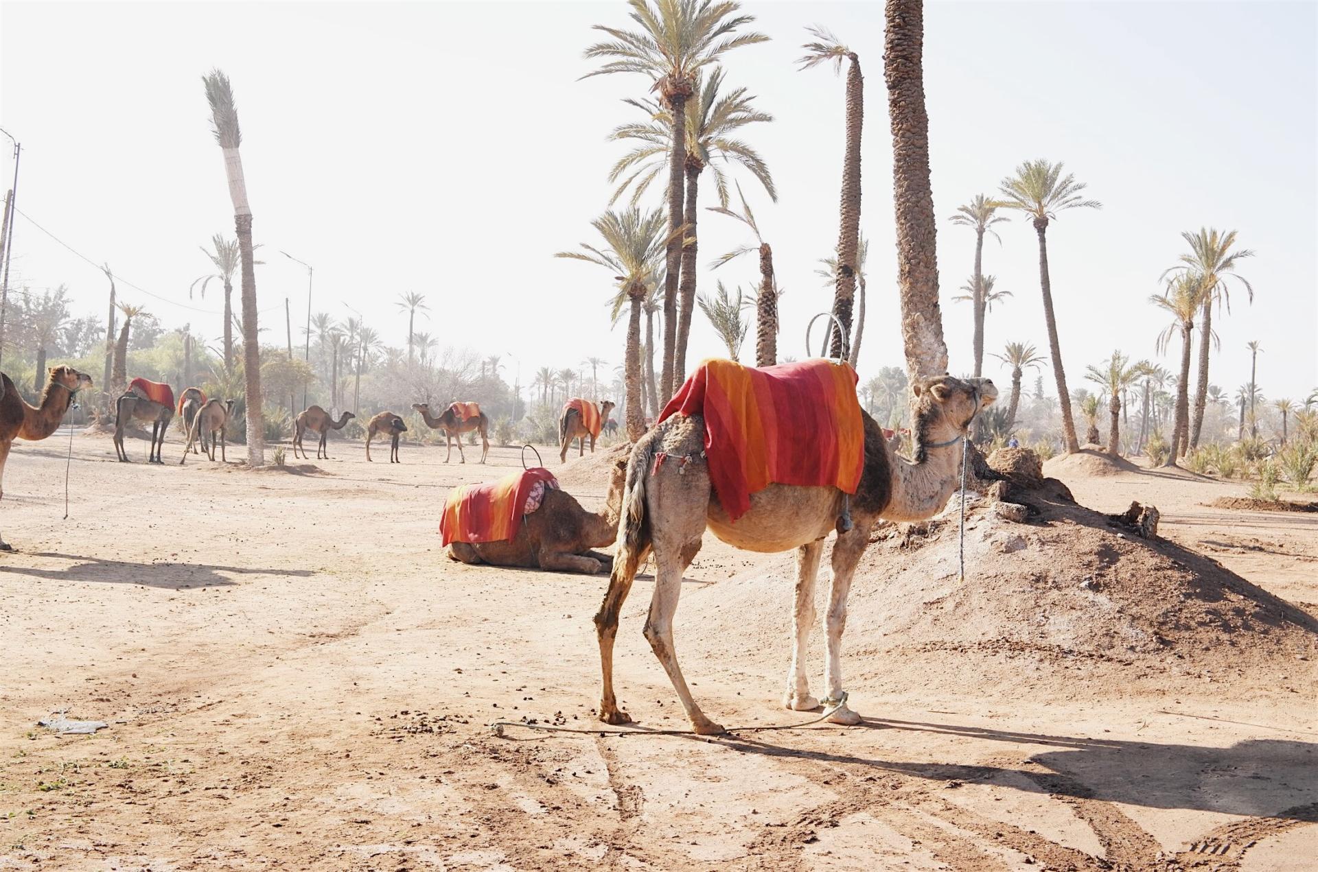 Pam Hetlinger at a Camel Ride at Palm Grove Marrakech